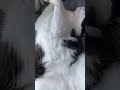 猫吸いしてみる