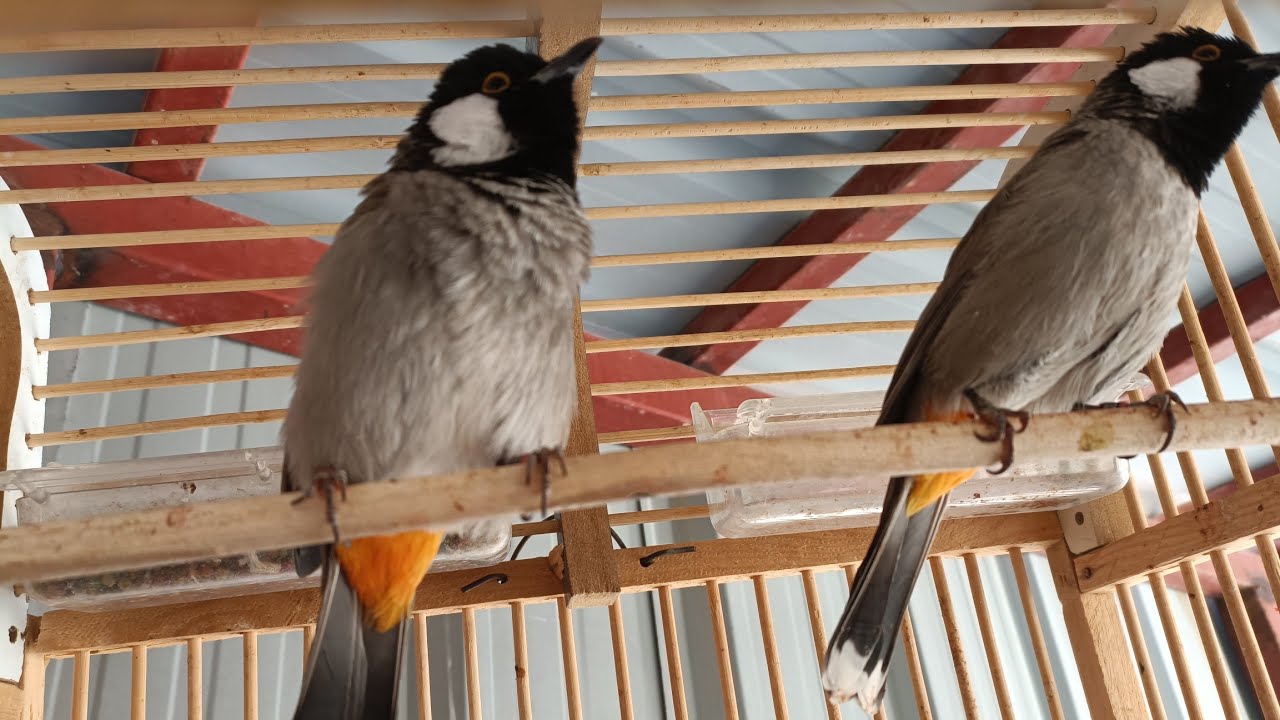 شلون نجمع و نوالف البلابل على بعض قبل التزاوج 🕊️🕊️