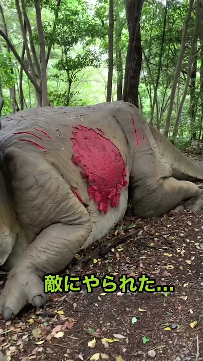 恐竜探検行ってみた‼️#大高緑地#ディノアドベンチャー　#恐竜探検#ティラノサウルス #トリケラトプス