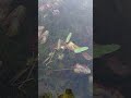 il giardino invernale
