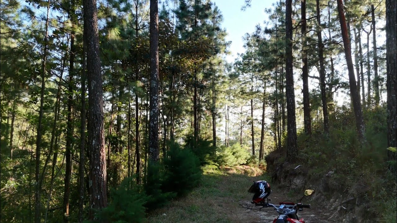 Finca De Café Entre Pinales (De Un Subscriptor) | El Salvador Norte 