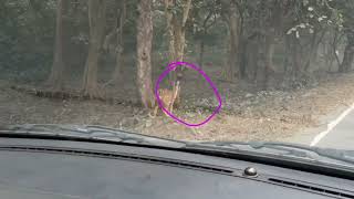 Mailani to Palia Kalan beautiful road trip inside forest area