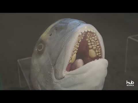 Video: Mostre incredibili del Museo Darwin