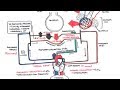 Pulmonary Vascular Physiology Pressure and Hypertension