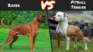 Boxer VS Pitbull Terrier