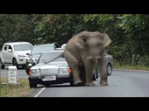 Видео: Видео показывает темную сторону туризма слонов в Таиланде