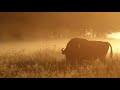 European bison in the foggy morning. Wildlife in Belarus