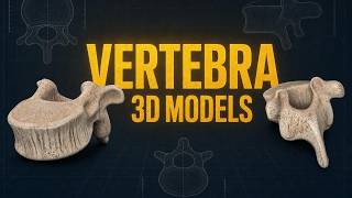 Inside the Human Vertebra: 3D Structural Breakdown