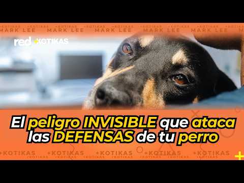 ¡NO TIENE CURA! La silenciosa enfermedad que las garrapatas le contagian a tu perro sin avisar