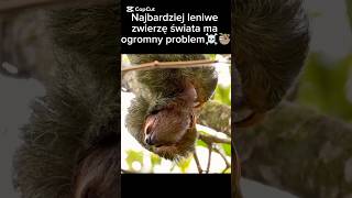 Leniwiec może… umrzeć przez własne jedzenie🦥☠️ #ciekawostki #animals #leniwiec #shorts #wiedza