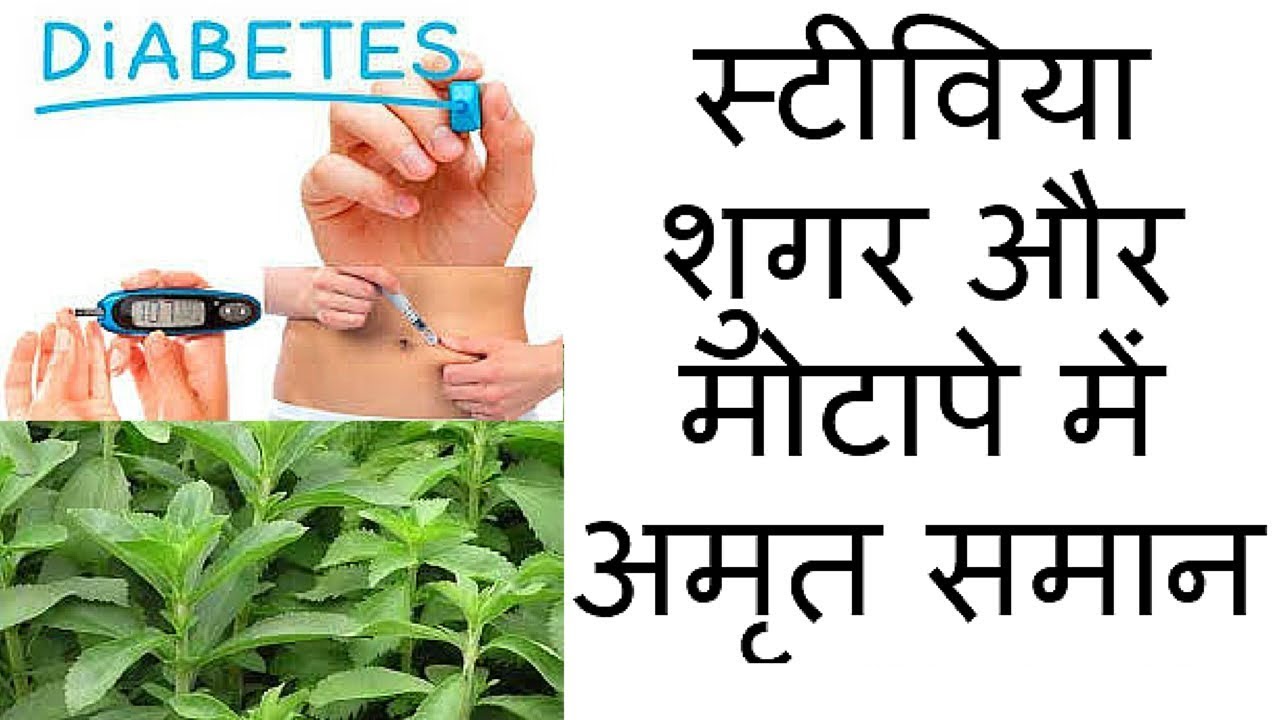 स्टीविया शुगर और मोटापे में अमृत समान Stevia Health Benefits for