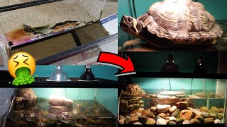How to Clean a Turtle Aquarium
