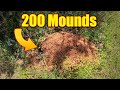 How to Kill Fire Ants in Lawns and in Fields