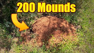 How to Kill Fire Ants in Lawns and in Fields