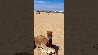 Camel&#39;s thanks, поёт верблюд верблюжий реп, отдыхал верблюжонок запел в песке пустыни сахара барханы