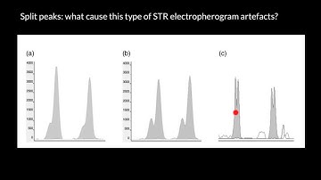 Split peaks - what cause this type of electropherogram artefacts?