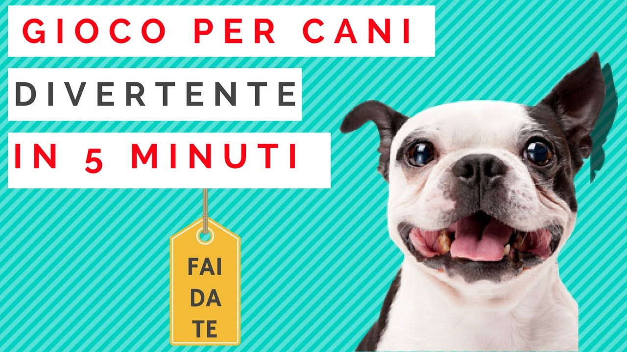 Distributore di cibo per cani FAI DA TE - Lavoretti per cani! 