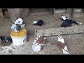 Чубатые николаевские голуби
