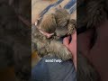 I'm trapped in my own home by a 5 pound puppy