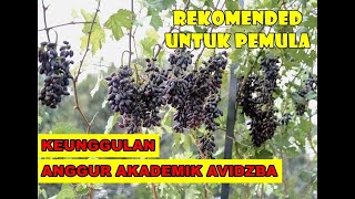 TANDAN BESAR, INILAH 5 KEUNGGULAN ANGGUR AKADEMIK I RAWA TANI