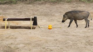 Top Creative Quick Wild Pig Trap Using Axe Snare Trap