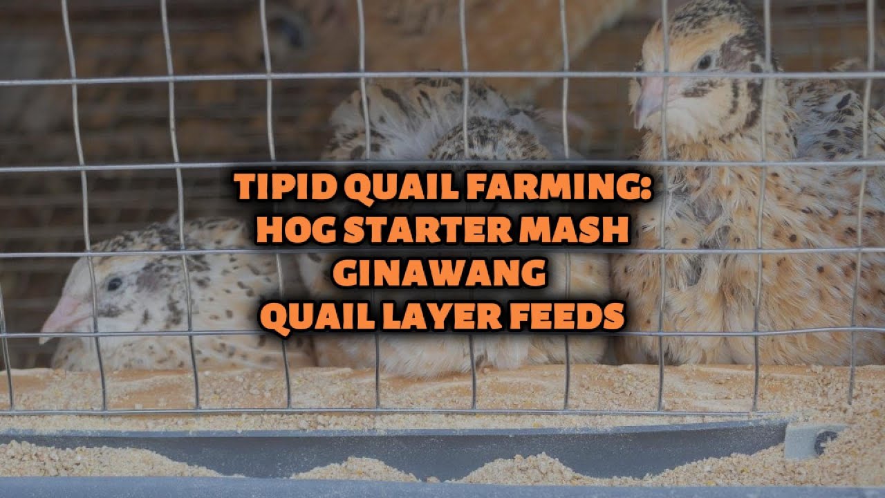 Tipid Quail Farming: Hog Starter Mash Ginawang Quail Layer Feeds