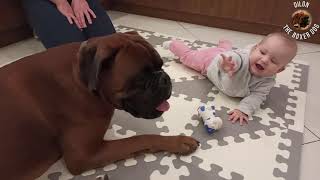 Boxer dog playing with his 6 month old human sister by Dilon the boxer dog 9,868 views 3 years ago 1 minute, 8 seconds