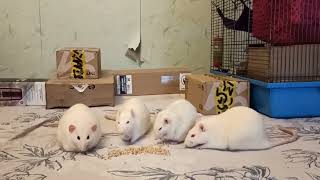 All My Precious Fluffy Boys.