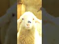 Sheep Farts - The Unexpected Truck Fuel!