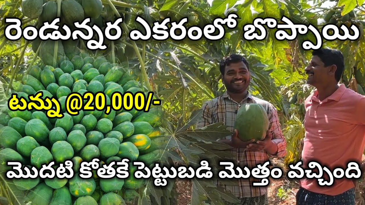 బొప్పాయి సాగు | Papaya Farming | Boppayi sagu | Agri Telugu |