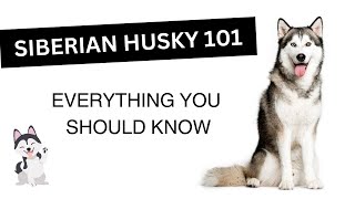 Siberian Husky 101  Everything You Need to Know About This Breed