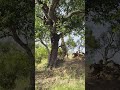 Hyena jumps, and jumps, and jumps for leopard