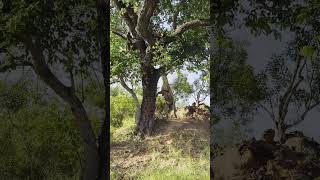 Hyena Jumps, And Jumps, And Jumps For Leopard's Food 🤣