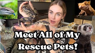 Meet All of my Rescue Pets