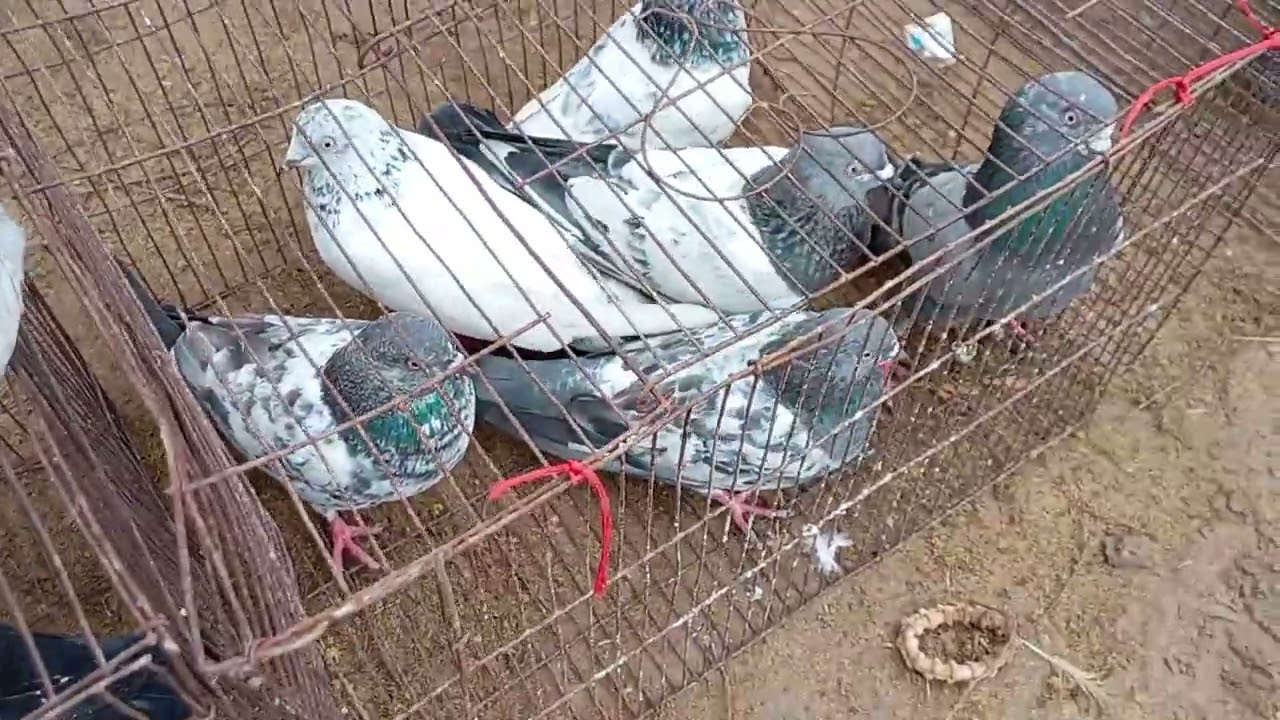 গোয়ালি মান্দা হাঁস, মুরগি, কবুতরের হাট প্রতি মঙ্গলবার মাসে সাবস্ক্রাইব করে পাশে থাকুন ধন্যবাদ।