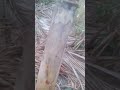 ងាប់អស់ហើយ