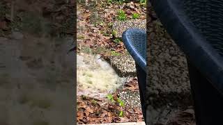 The rain washes up the pollen