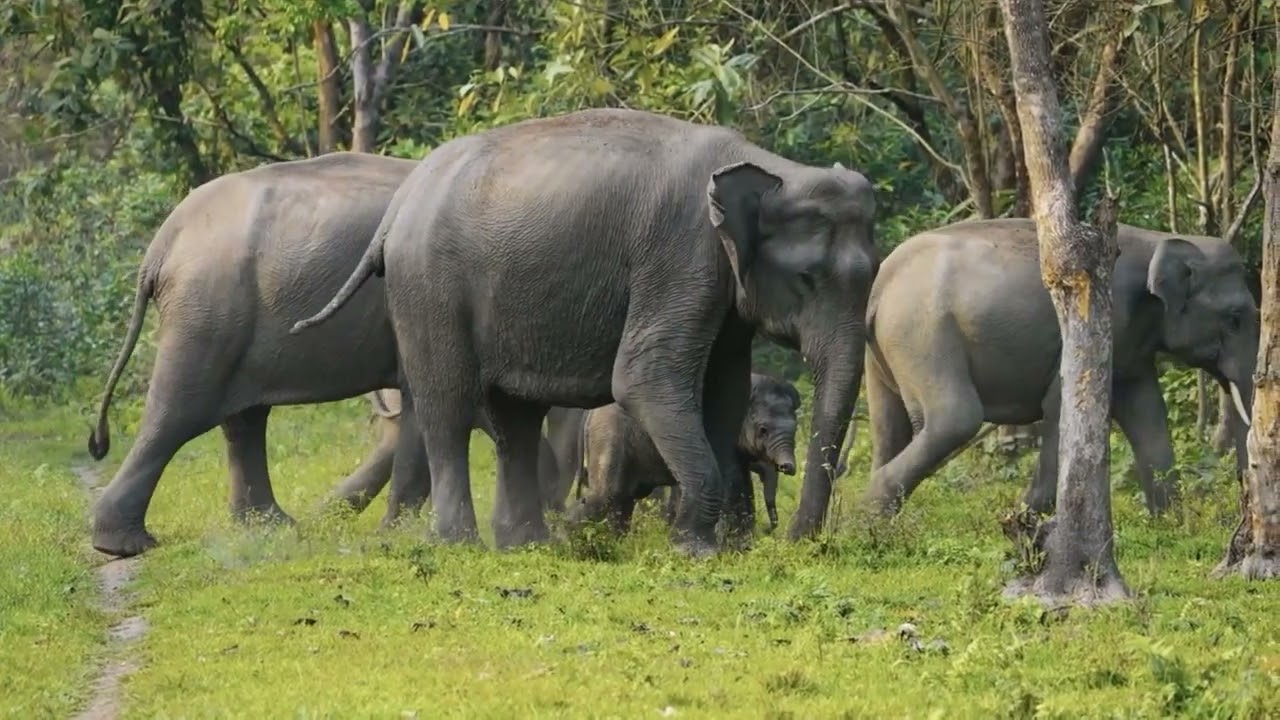 Elephant relaxing meditation music for sleep auf YouTube ansehen Elephant relaxing meditation music for sleep auf YouTube ansehen