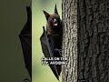 Mind-Blowing Fact: Bat Echolocation Frequency Jamming Avoidance Animal Intelligence Shorts