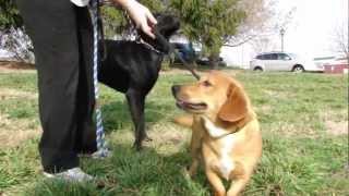 Nugent And Ted - Adoptable Dogs From Lucky Lab Rescue