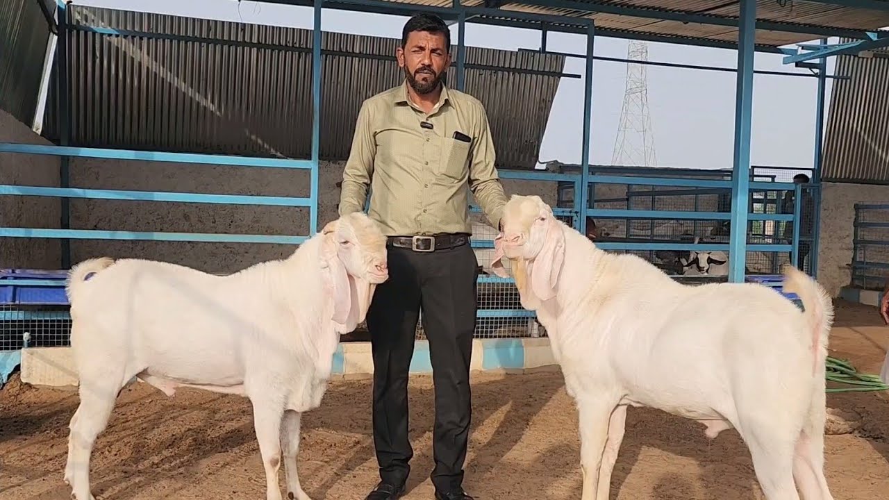 AK Goat Farm Jodhpur | Palai Quality | Feed And Medicare | Rajasthan.