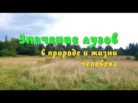 Видео: Почему исчезают луга?