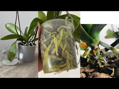Video: Менин Орхидеянын жалбырактары жабышчаак: Орхидеяны жабышчаак жалбырактары менен дарылоо