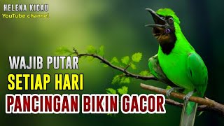 🔴 PENJEBOL EMOSI || CUCAK IJO GACOR NGENTROK JAMBUL BONGKAR MATERI NGERI