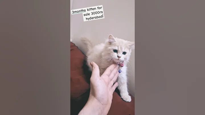 Video 7990831: home breed persian kittens, persian cat kitten, persian kitten white colour, ginger colour persian kitten, white female persian kitten, persian kitten male female