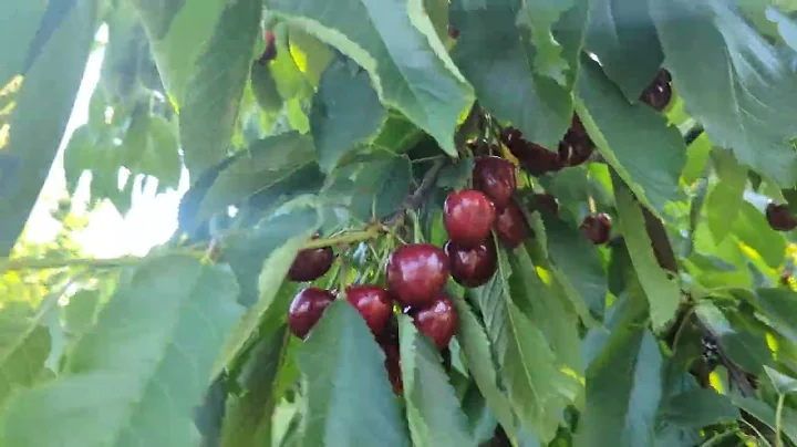 Regina Cherry variety.12/6/22. Harvest time.Gisela...