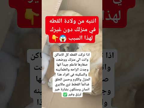 انتبه من ولادة القطه في منزلك دون غيرك لهذا السبب معلومات