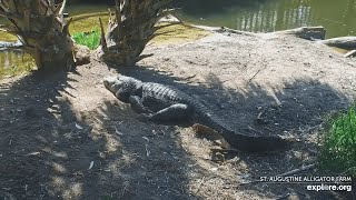 LIVE: Wild Alligator Swamp Cam 🐊 | Spoonbills + Gator Watch | Educational Wildlife Stream