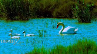 Swan Lake - Лебединое Озеро - Le Lac Des Cygnes - Emerald Lake