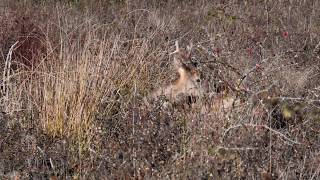 Knepp Wildland